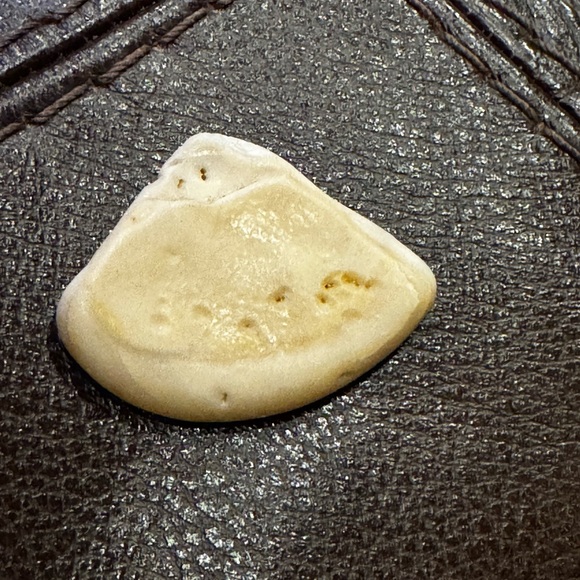 Assorted Seashell Collection - Picture 11 of 12